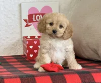 Bailey, a female Cavapoo for sale in Dalton, OH – Photo 1 of 10