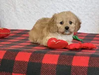 Bailey, a female Cavapoo for sale in Dalton, OH – Photo 5 of 10