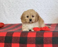Bailey, a female Cavapoo for sale in Dalton, OH – Photo 7 of 10