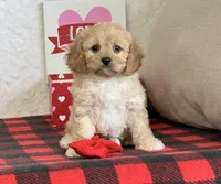 Bailey, a female Cavapoo for sale in Dalton, OH – Photo 6 of 10