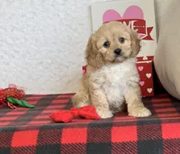 Bailey, a female Cavapoo for sale in Dalton, OH – Photo 10 of 10