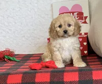 Bailey, a female Cavapoo for sale in Dalton, OH – Photo 4 of 10