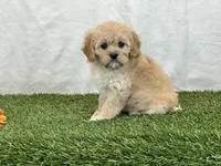 Flora , a female Cavapoo for sale in Dalton, OH – Photo 5 of 10
