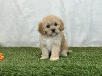 Flora , a female Cavapoo for sale in Dalton, OH – Photo 6 of 10
