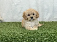 Flora , a female Cavapoo for sale in Dalton, OH – Photo 7 of 10