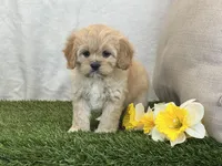Flora , a female Cavapoo for sale in Dalton, OH – Photo 4 of 10