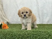 Flora , a female Cavapoo for sale in Dalton, OH – Photo 1 of 10