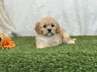 Flora , a female Cavapoo for sale in Dalton, OH – Photo 8 of 10