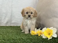 Flora , a female Cavapoo for sale in Dalton, OH – Photo 10 of 10