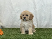 Flora , a female Cavapoo for sale in Dalton, OH – Photo 2 of 10