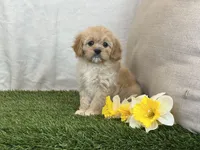 Flora , a female Cavapoo for sale in Dalton, OH – Photo 9 of 10