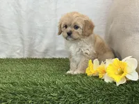 Flora , a female Cavapoo for sale in Dalton, OH – Photo 3 of 10