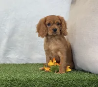 Josie , a female Cavalier King Charles Spaniel for sale in Dalton, OH – 5 of 10