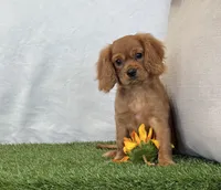 Josie , a female Cavalier King Charles Spaniel for sale in Dalton, OH – 7 of 10