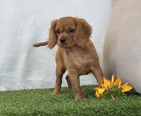 Josie , a female Cavalier King Charles Spaniel for sale in Dalton, OH – 2 of 10