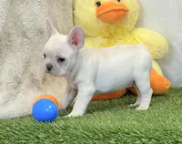 Dixie, a female French Bulldog for sale in Dalton, OH – Photo 4 of 10