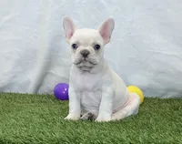 Dixie, a female French Bulldog for sale in Dalton, OH – Photo 9 of 10