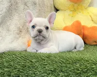 Dixie, a female French Bulldog for sale in Dalton, OH – Photo 6 of 10