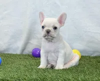 Dixie, a female French Bulldog for sale in Dalton, OH – Photo 7 of 10