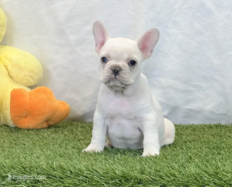Dixie – French Bulldog puppy for sale in Dalton, OH