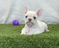 Dixie, a female French Bulldog for sale in Dalton, OH – Photo 8 of 10