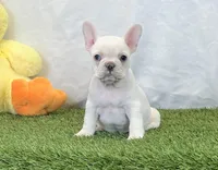 Dixie, a female French Bulldog for sale in Dalton, OH – Photo 5 of 10