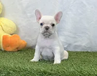 Dixie, a female French Bulldog for sale in Dalton, OH – Photo 10 of 10