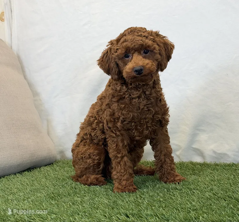 Hattie – Poodle - Miniature  puppy for sale in Dalton, OH
