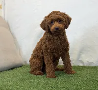 Hattie, a female Poodle - Miniature  for sale in Dalton, OH – 1 of 10