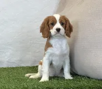 Janna , a female Cavalier King Charles Spaniel for sale in Dalton, OH – 7 of 10