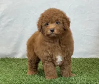 Leo, a male Bichpoo for sale in Dalton, OH – 9 of 10