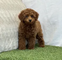 Hattie , a female Poodle - Miniature  for sale in Dalton, OH – 3 of 8