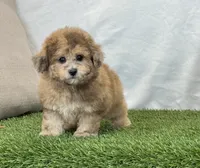Kona, a female Bichpoo for sale in Dalton, OH – 5 of 10