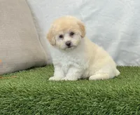 Kira , a female Bichpoo for sale in Dalton, OH – 9 of 10