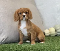 Juliet , a female Cavalier King Charles Spaniel for sale in Dalton, OH – 6 of 10