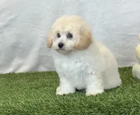 Kylie, a female Bichpoo for sale in Dalton, OH – 2 of 10