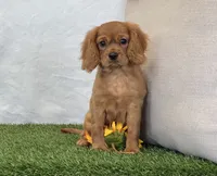 Josie , a female Cavalier King Charles Spaniel for sale in Dalton, OH – 3 of 10