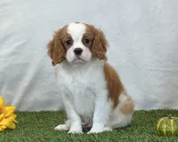 Jagger, a male Cavalier King Charles Spaniel for sale in Dalton, OH – 4 of 10