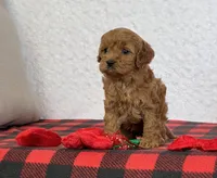 Casey, a female Cavapoo for sale in Dalton, OH – Photo 7 of 7
