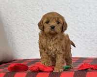 Casey, a female Cavapoo for sale in Dalton, OH – Photo 4 of 7