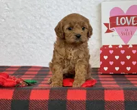 Casey, a female Cavapoo for sale in Dalton, OH – Photo 6 of 7