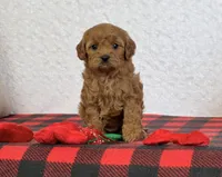 Casey, a female Cavapoo for sale in Dalton, OH – Photo 2 of 7