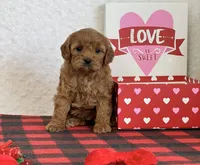 Casey, a female Cavapoo for sale in Dalton, OH – Photo 3 of 7