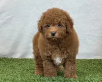 Leo, a male Bichpoo for sale in Dalton, OH – 10 of 10