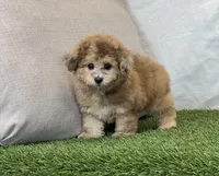 Kona, a female Bichpoo for sale in Dalton, OH – 10 of 10