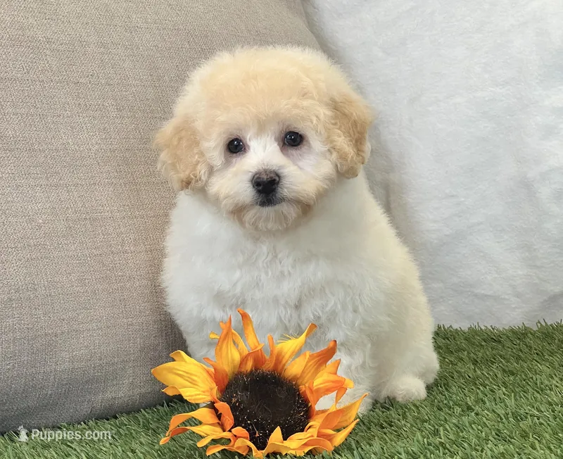 Kira  – Bichpoo puppy for sale in Dalton, OH