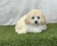 Kylie, a female Bichpoo for sale in Dalton, OH – 10 of 10