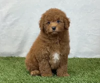 Leo, a male Bichpoo for sale in Dalton, OH – 6 of 10