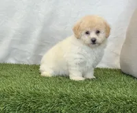 Kira , a female Bichpoo for sale in Dalton, OH – 10 of 10