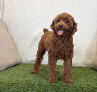 Hattie, a female Poodle - Miniature  for sale in Dalton, OH – 3 of 10